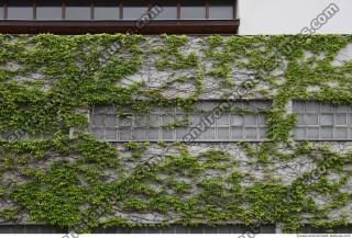 Photo Textures of Ivy